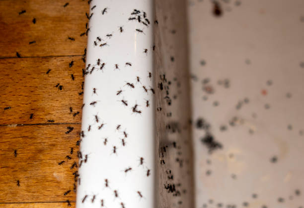 Best Spider Control Near Me  in Lake Hiawatha, NJ